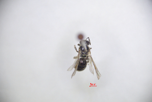 (Lasioglossum vulsum - CP16055)  @11 [ ] by-nc (2019) Unspecified China Agricultural University