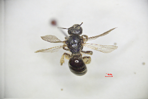  (Lasioglossum nipponicola - CP16059)  @11 [ ] by-nc (2019) Unspecified China Agricultural University