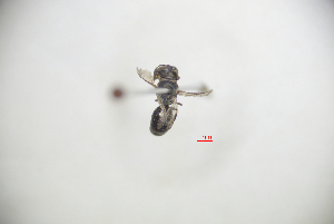  (Hylaeus perforatus - CP16069)  @11 [ ] by-nc (2019) Unspecified China Agricultural University