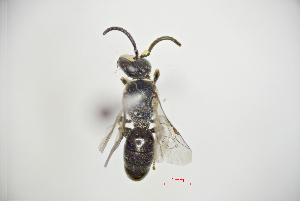  (Hylaeus nigricallosus - CP16070)  @11 [ ] by-nc (2019) Unspecified China Agricultural University