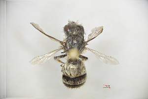  (Osmia excavata - CP16079)  @11 [ ] by-nc (2019) Unspecified China Agricultural University