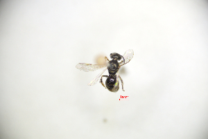  (Lasioglossum halictoides - CP16095)  @11 [ ] by-nc (2019) Unspecified China Agricultural University