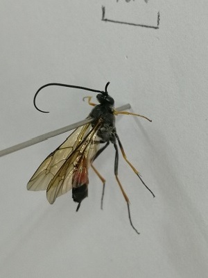  (Ammophila atripes - X_BJCP11)  @11 [ ] bync (2019) Unspecified Beijing Academy of Agricultural and Forestry Sciences