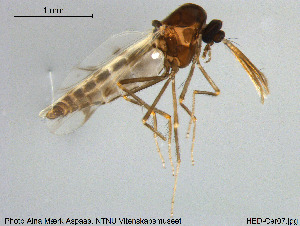  (Culicoides pulicaris - HED-Cer07)  @11 [ ] Creative Commons  Attribution Non-Commercial Share-Alike (2017) NTNU University Museum, Department of Natural History NTNU University Museum, Department of Natural History