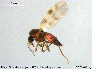  (Culicoides grisescens - HED-Cer08)  @15 [ ] Creative Commons  Attribution Non-Commercial Share-Alike (2017) NTNU University Museum, Department of Natural History NTNU University Museum, Department of Natural History