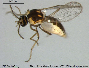  (Dasyhelea sp. 16ES - HED-Cer106)  @11 [ ] Creative Commons  Attribution Non-Commercial Share-Alike (2017) NTNU University Museum, Department of Natural History NTNU University Museum, Department of Natural History