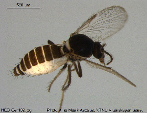  (Dasyhelea sp. 18ES - HED-Cer109)  @11 [ ] Creative Commons  Attribution Non-Commercial Share-Alike (2017) NTNU University Museum, Department of Natural History NTNU University Museum, Department of Natural History