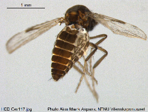  (Dasyhelea sp. 17ES - HED-Cer117)  @11 [ ] Creative Commons  Attribution Non-Commercial Share-Alike (2017) NTNU University Museum, Department of Natural History NTNU University Museum, Department of Natural History