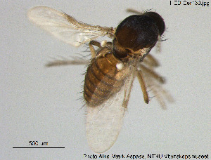  (Dasyhelea sp. 20ES - HED-Cer130)  @13 [ ] Creative Commons  Attribution Non-Commercial Share-Alike (2017) NTNU University Museum, Department of Natural History NTNU University Museum, Department of Natural History