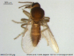  (Forcipomyia sp. 22ES - HED-Cer133)  @11 [ ] Creative Commons  Attribution Non-Commercial Share-Alike (2017) NTNU University Museum, Department of Natural History NTNU University Museum, Department of Natural History