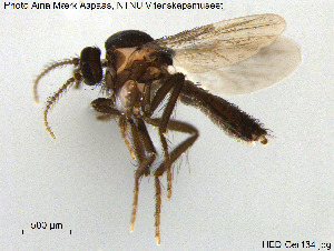  (Forcipomyia nigra - HED-Cer134)  @14 [ ] Creative Commons  Attribution Non-Commercial Share-Alike (2017) NTNU University Museum, Department of Natural History NTNU University Museum, Department of Natural History