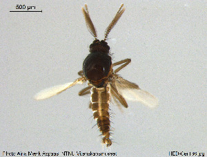  ( - HED-Cer136)  @11 [ ] Creative Commons  Attribution Non-Commercial Share-Alike (2017) NTNU University Museum, Department of Natural History NTNU University Museum, Department of Natural History
