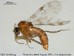  (Culicoides impunctatus - HED-Cer142)  @13 [ ] Creative Commons  Attribution Non-Commercial Share-Alike (2017) NTNU University Museum, Department of Natural History NTNU University Museum, Department of Natural History