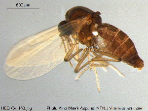  (Culicoides furcillatus - HED-Cer160)  @11 [ ] Creative Commons  Attribution Non-Commercial Share-Alike (2017) NTNU University Museum, Department of Natural History NTNU University Museum, Department of Natural History