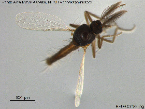  (Forcipomyia alacris - HED-Cer182)  @12 [ ] Creative Commons  Attribution Non-Commercial Share-Alike (2017) NTNU University Museum, Department of Natural History NTNU University Museum, Department of Natural History