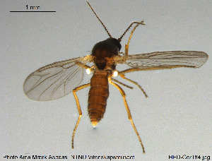 ( - HED-Cer184)  @11 [ ] Creative Commons  Attribution Non-Commercial Share-Alike (2017) NTNU University Museum, Department of Natural History NTNU University Museum, Department of Natural History