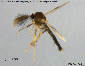  ( - HED-Cer186)  @13 [ ] Creative Commons  Attribution Non-Commercial Share-Alike (2017) NTNU University Museum, Department of Natural History NTNU University Museum, Department of Natural History
