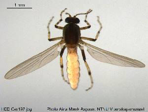  (Bezzia sp. 8ES - HED-Cer197)  @13 [ ] Creative Commons  Attribution Non-Commercial Share-Alike (2017) NTNU University Museum, Department of Natural History NTNU University Museum, Department of Natural History