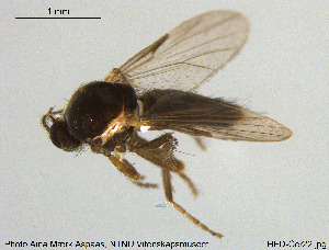  (Forcipomyia ciliata - HED-Cer22)  @13 [ ] Creative Commons  Attribution Non-Commercial Share-Alike (2017) NTNU University Museum, Department of Natural History NTNU University Museum, Department of Natural History