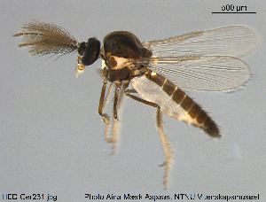  (Dasyhelea malleola - HED-Cer231)  @14 [ ] Creative Commons  Attribution Non-Commercial Share-Alike (2017) NTNU University Museum, Department of Natural History NTNU University Museum, Department of Natural History