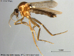  (Forcipomyia sp. 14ES - HED-Cer236)  @13 [ ] Creative Commons  Attribution Non-Commercial Share-Alike (2017) NTNU University Museum, Department of Natural History NTNU University Museum, Department of Natural History