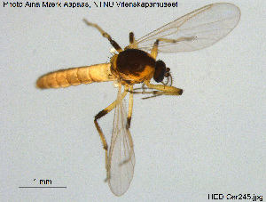  ( - HED-Cer245)  @11 [ ] Creative Commons  Attribution Non-Commercial Share-Alike (2017) NTNU University Museum, Department of Natural History NTNU University Museum, Department of Natural History