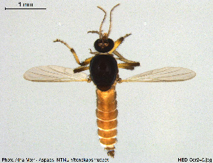  ( - HED-Cer246)  @11 [ ] Creative Commons  Attribution Non-Commercial Share-Alike (2017) NTNU University Museum, Department of Natural History NTNU University Museum, Department of Natural History