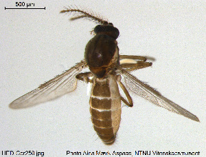  ( - HED-Cer250)  @11 [ ] Creative Commons  Attribution Non-Commercial Share-Alike (2017) NTNU University Museum, Department of Natural History NTNU University Museum, Department of Natural History