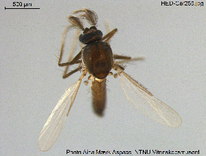  ( - HED-Cer255)  @12 [ ] Creative Commons  Attribution Non-Commercial Share-Alike (2017) NTNU University Museum, Department of Natural History NTNU University Museum, Department of Natural History