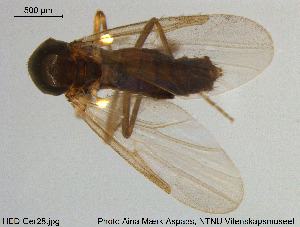  (Culicoides comosioculatus - HED-Cer28)  @11 [ ] Creative Commons  Attribution Non-Commercial Share-Alike (2017) NTNU University Museum, Department of Natural History NTNU University Museum, Department of Natural History