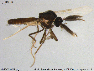  ( - HED-Cer291)  @13 [ ] Creative Commons  Attribution Non-Commercial Share-Alike (2017) NTNU University Museum, Department of Natural History NTNU University Museum, Department of Natural History