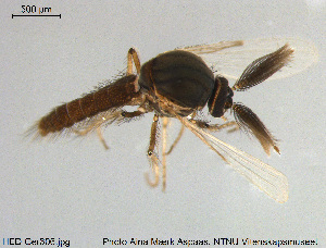  (Dasyhelea sp. 14ES - HED-Cer306)  @11 [ ] Creative Commons  Attribution Non-Commercial Share-Alike (2017) NTNU University Museum, Department of Natural History NTNU University Museum, Department of Natural History
