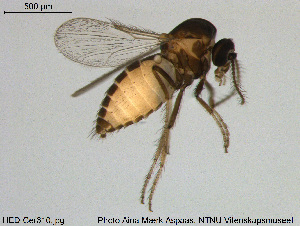  (Dasyhelea sp. 19ES - HED-Cer310)  @11 [ ] Creative Commons  Attribution Non-Commercial Share-Alike (2017) NTNU University Museum, Department of Natural History NTNU University Museum, Department of Natural History