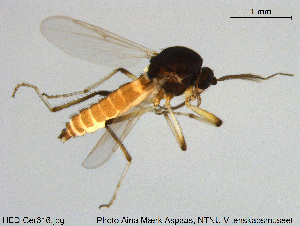  (Palpomyia rufipes - HED-Cer316)  @11 [ ] Creative Commons  Attribution Non-Commercial Share-Alike (2017) NTNU University Museum, Department of Natural History NTNU University Museum, Department of Natural History
