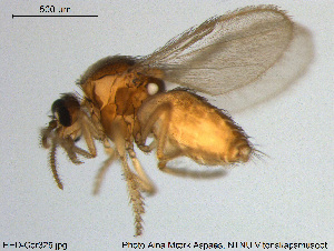  (Forcipomyia monilicornis - HED-Cer325)  @13 [ ] Creative Commons  Attribution Non-Commercial Share-Alike (2017) NTNU University Museum, Department of Natural History NTNU University Museum, Department of Natural History
