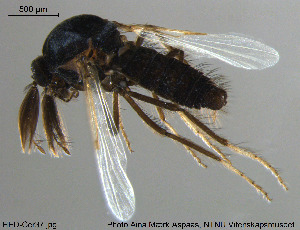  (Dasyhelea holosericea - HED-Cer37)  @11 [ ] Creative Commons  Attribution Non-Commercial Share-Alike (2017) NTNU University Museum, Department of Natural History NTNU University Museum, Department of Natural History