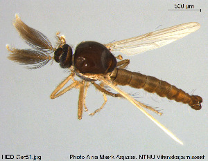  (Forcipomyia nigrans - HED-Cer51)  @14 [ ] Creative Commons  Attribution Non-Commercial Share-Alike (2017) NTNU University Museum, Department of Natural History NTNU University Museum, Department of Natural History