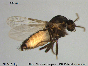  (Dasyhelea sp. 15ES - HED-Cer61)  @13 [ ] Creative Commons  Attribution Non-Commercial Share-Alike (2017) NTNU University Museum, Department of Natural History NTNU University Museum, Department of Natural History