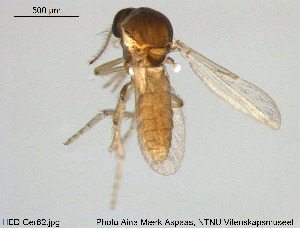  (Dasyhelea lucida - HED-Cer62)  @11 [ ] Creative Commons  Attribution Non-Commercial Share-Alike (2017) NTNU University Museum, Department of Natural History NTNU University Museum, Department of Natural History