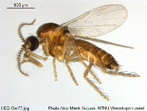  (Forcipomyia sp. 12ES - HED-Cer70)  @11 [ ] Creative Commons  Attribution Non-Commercial Share-Alike (2017) NTNU University Museum, Department of Natural History NTNU University Museum, Department of Natural History