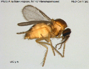  (Forcipomyia tonnoiri - HED-Cer77)  @11 [ ] Creative Commons  Attribution Non-Commercial Share-Alike (2017) NTNU University Museum, Department of Natural History NTNU University Museum, Department of Natural History