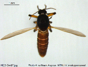  ( - HED-Cer87)  @11 [ ] Creative Commons  Attribution Non-Commercial Share-Alike (2017) NTNU University Museum, Department of Natural History NTNU University Museum, Department of Natural History