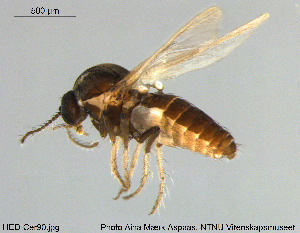  (Dasyhelea sp. 22ES - HED-Cer90)  @11 [ ] Creative Commons  Attribution Non-Commercial Share-Alike (2017) NTNU University Museum, Department of Natural History NTNU University Museum, Department of Natural History