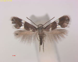  (Holocacista PsychotriaAusQld - RMNH.INS.24367)  @11 [ ] CreativeCommons - Attribution Non-Commercial Share-Alike (2013) Erik J. van Nieukerken Naturalis, Biodiversity Center