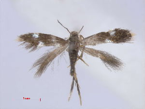  (Heliozelidae_gen ConostegiaCostaRica - RMNH.INS.24670)  @11 [ ] CreativeCommons - Attribution Non-Commercial Share-Alike (2016) Erik J. van Nieukerken-Nauturalis Unspecified