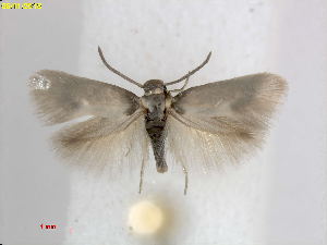  ( - RMNH.INS.25072)  @11 [ ] CreativeCommons  Attribution Non-Commercial Share-Alike (2018) Erik J. van Nieukerken-Nauturalis Naturalis Biodiversity Center