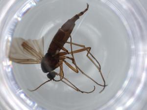  ( - BIOUG62562-A03)  @11 [ ] CreativeCommons - Attribution (2020) Centre for Biodiversity Genomics Centre for Biodiversity Genomics