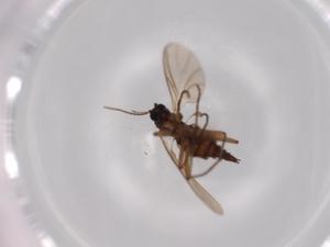  ( - BIOUG62571-G05)  @11 [ ] CreativeCommons - Attribution (2020) Centre for Biodiversity Genomics Centre for Biodiversity Genomics