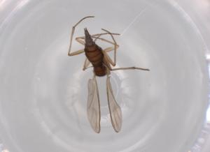  ( - BIOUG62581-C01)  @11 [ ] CreativeCommons - Attribution (2020) Centre for Biodiversity Genomics Centre for Biodiversity Genomics