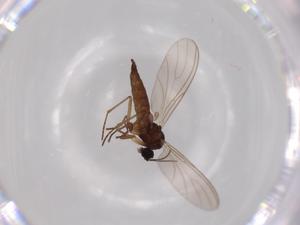  ( - BIOUG62592-F07)  @11 [ ] CreativeCommons - Attribution (2020) Centre for Biodiversity Genomics Centre for Biodiversity Genomics